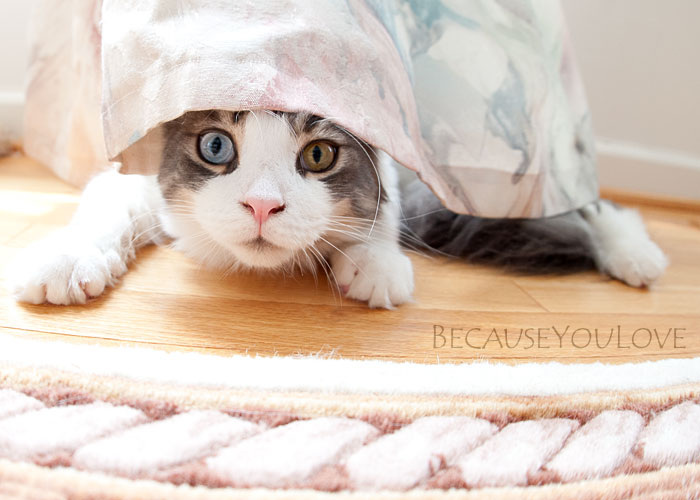 Main Coon kitten hides under drapes -- Robert Winton, Photographer, Pennsylvania.